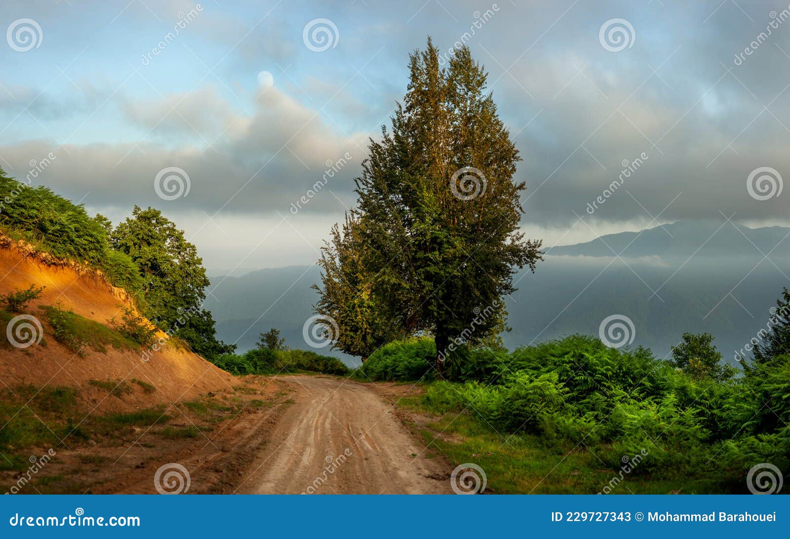 the view of countryside dirt road with alder trees