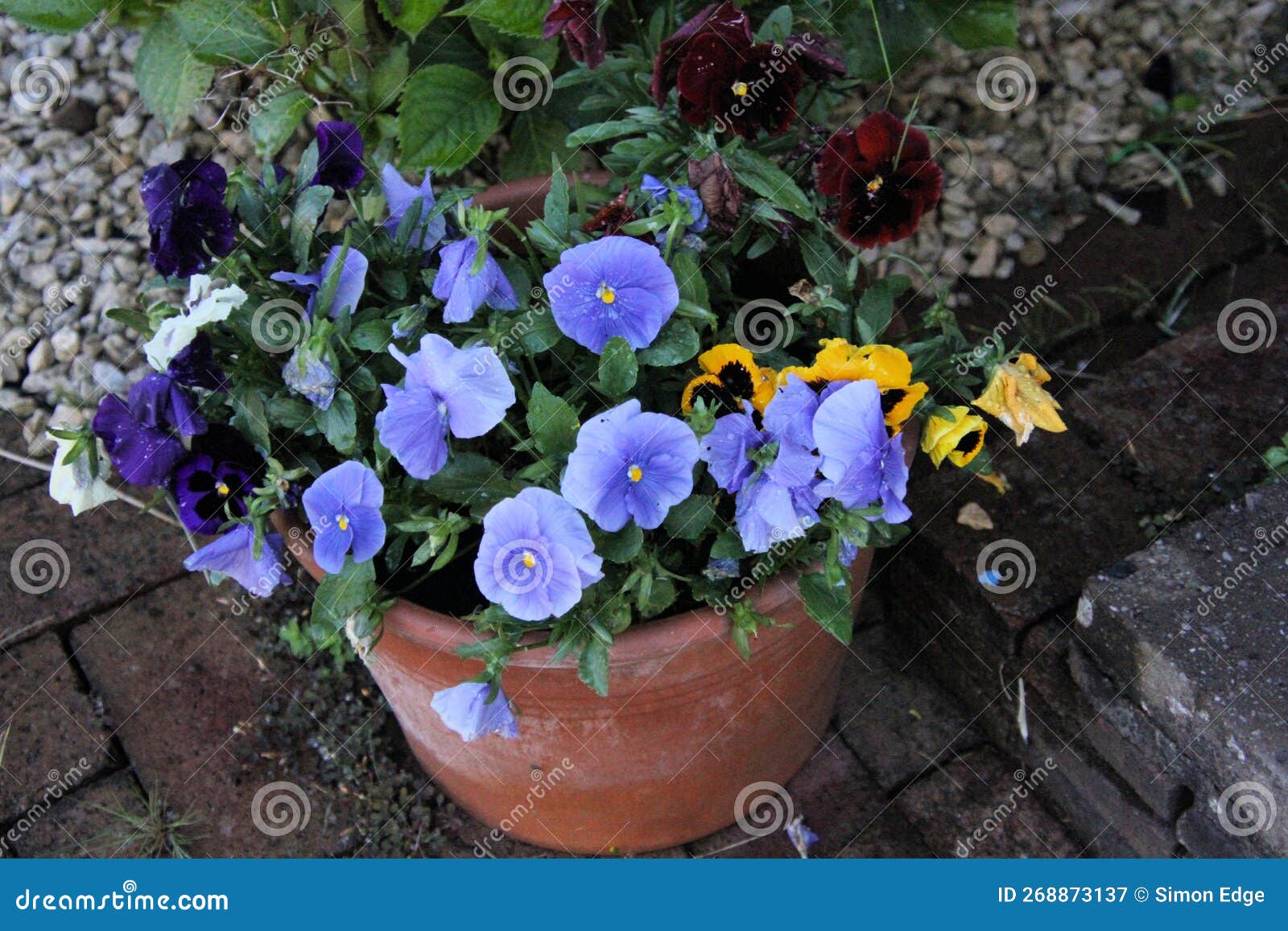 A View of the Countryside in Shropshire Stock Image Image of showing