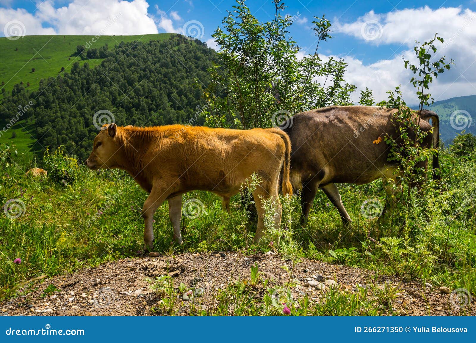 View Of Cows In Caucasus Mountains Stock Photo Image Of Scene Rock
