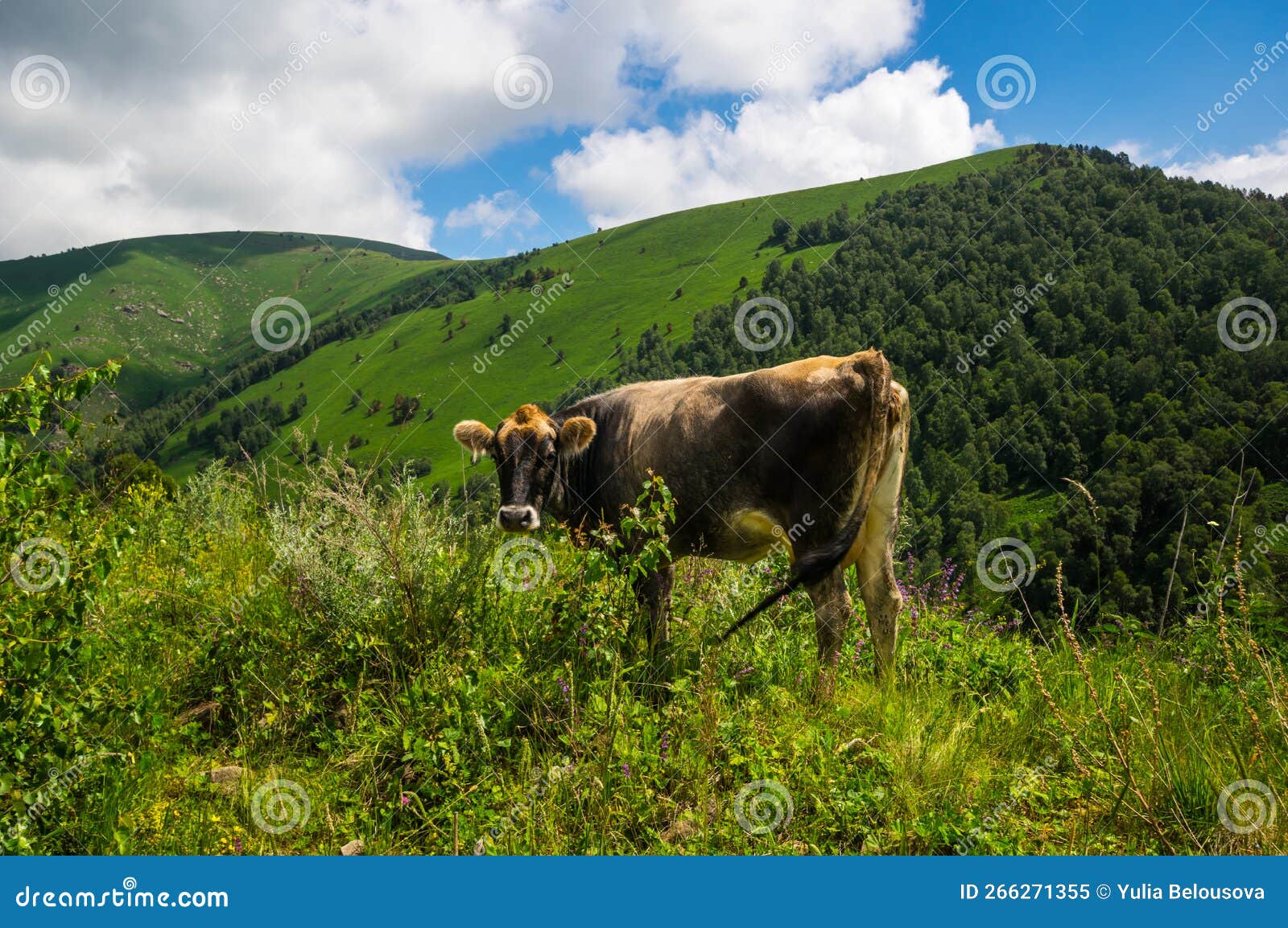 View Of Cows In Caucasus Mountains Stock Image Image Of Panorama