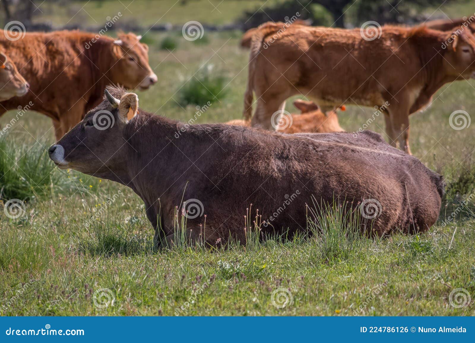 View of Cows Lying in Grass Pasture, Beef Cattle, Spanish Farmland