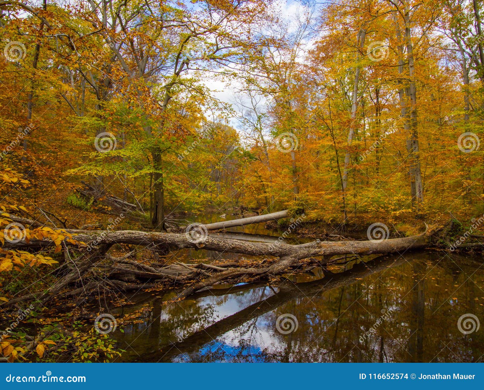 Forest Creek In Autumn Fall Foliage And Colors Stock Photo Image Of