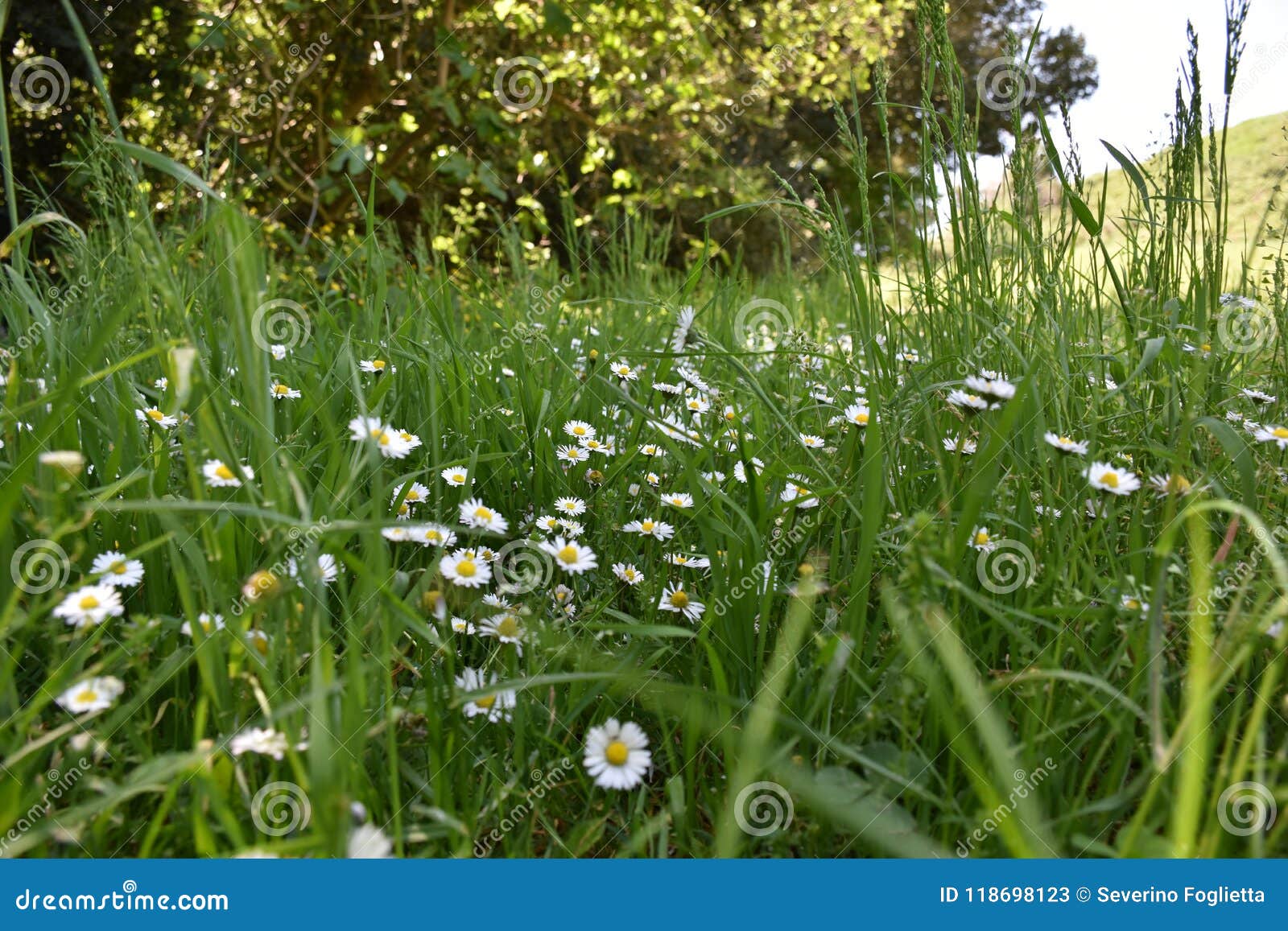 view of daisies on background of green leaves