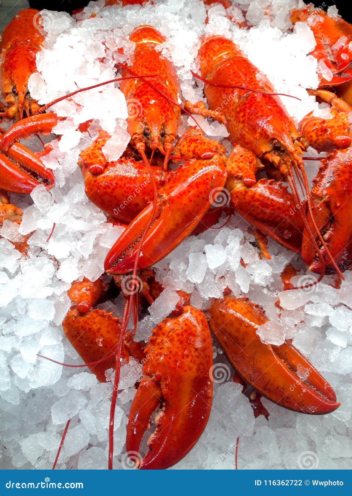 Cooked Lobsters, Sydney Fish Markets, Australia RoyaltyFree Stock