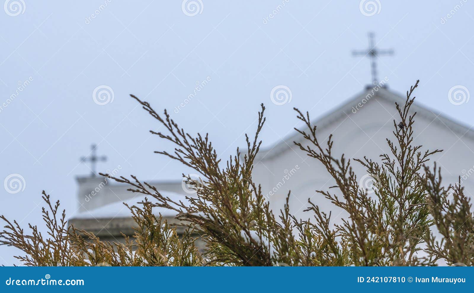 View of the Dome of Temple with Cross through the Branches of Juniper