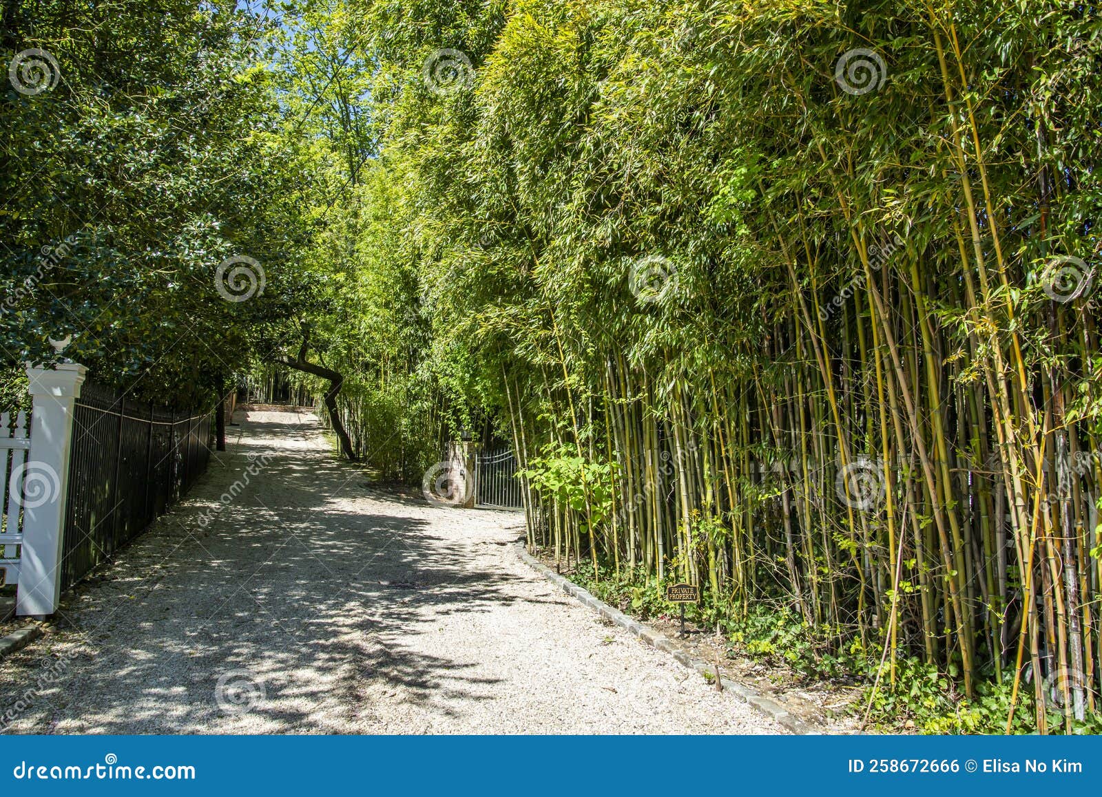Bamboo driveway stock photo. Image of driveway, nature 258672666