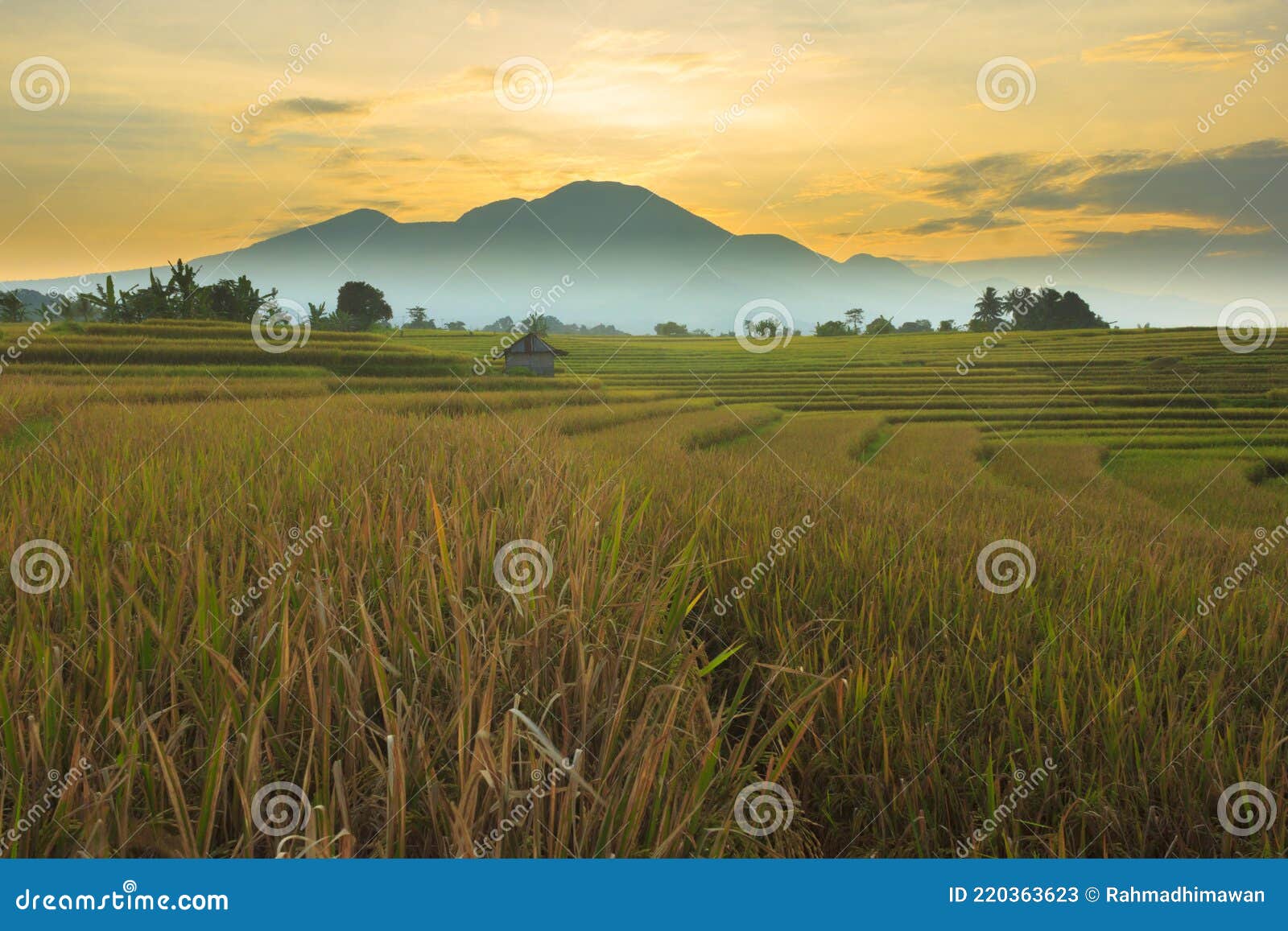 View of Dry Rice Fields at the Foot of the Indonesian Stock Image Image of field, blue 220363623