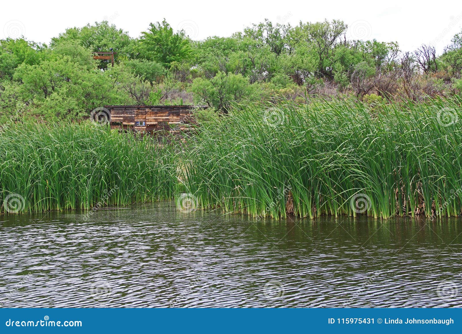 duck blind in las lagunas de anza wetlands