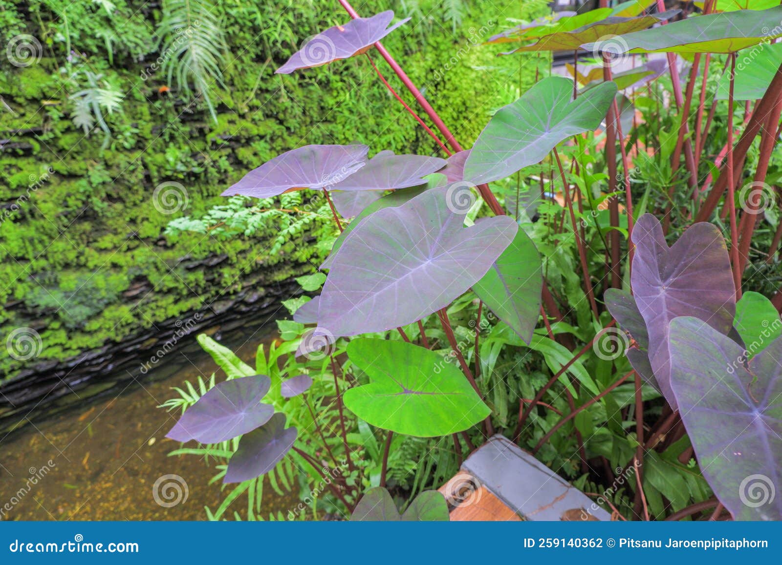 View of Elephant Ear Leaves Against Water Backdrop and Waterfall Wall