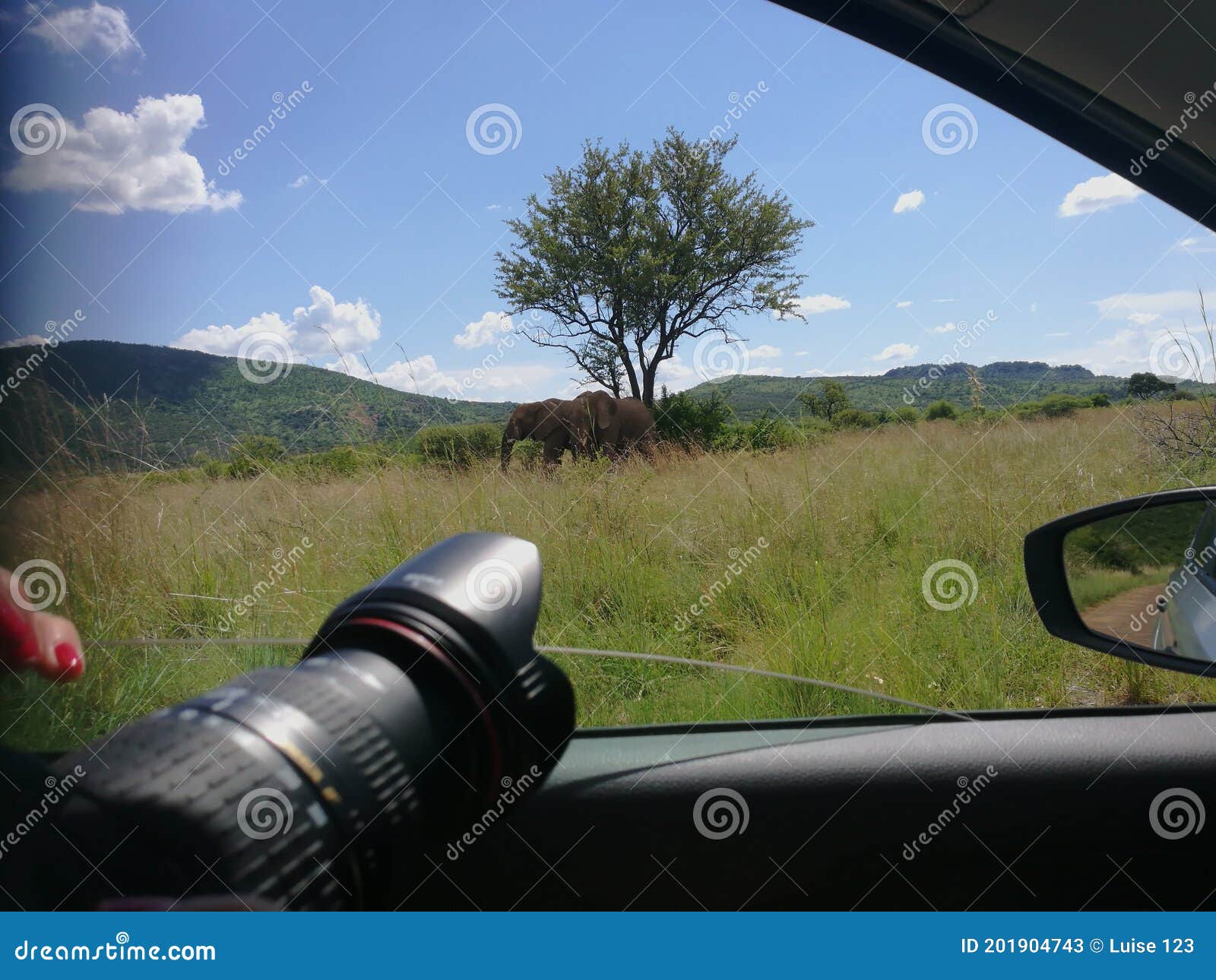 View of Elephants from the Car Window with Camera and Side Mirror