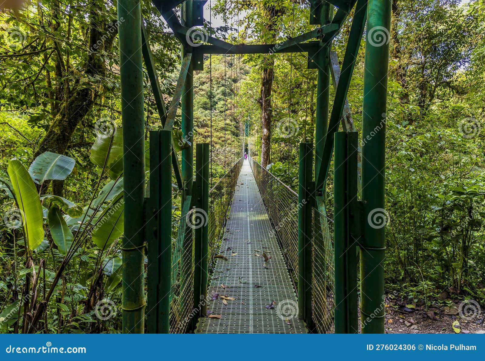 a view from the entrance to a 100m long suspended bridge in the cloud rain forest in monteverde, costa rica
