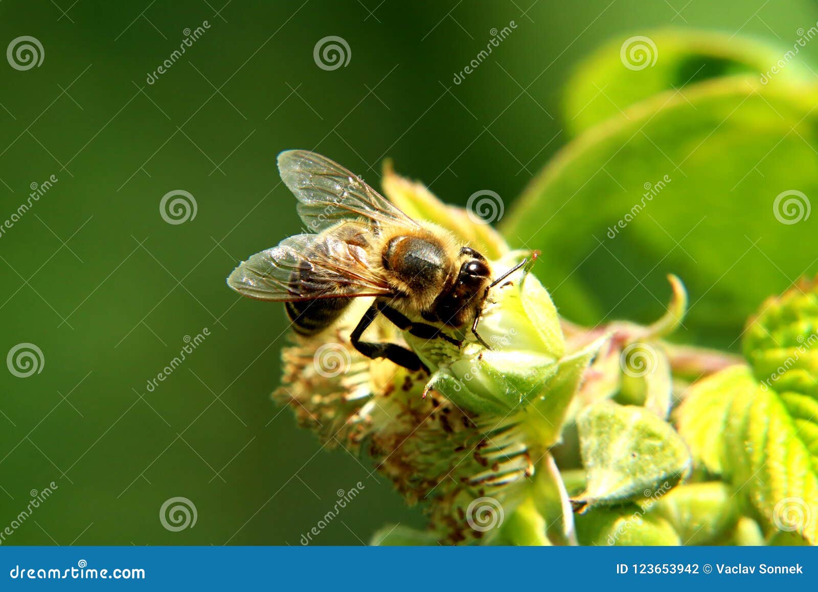 honey bee wings honey bee wings