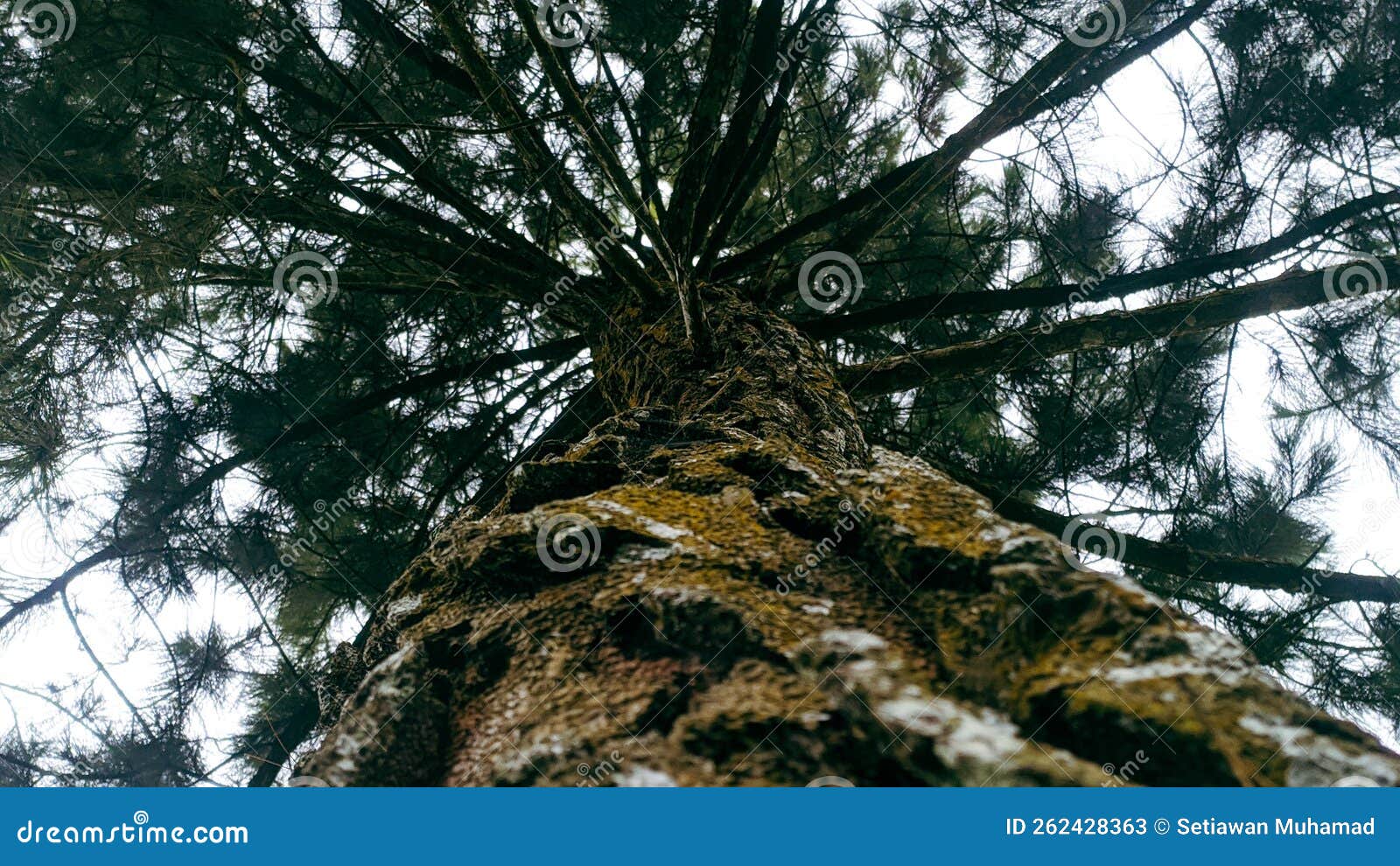 The View of the Fir Trees from Below Looks Very Beautiful Stock Image