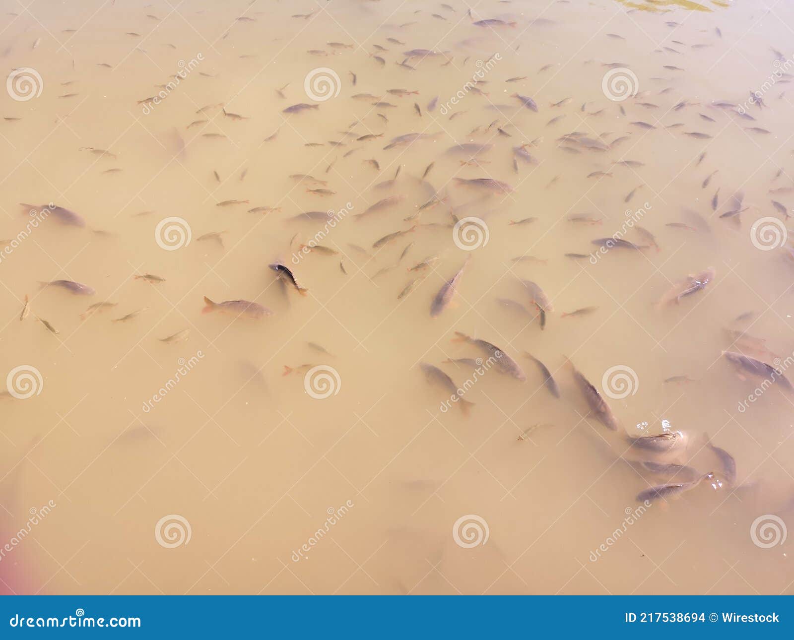 View at Fish in a Dirty Pond Stock Photo Image of aquarium, water