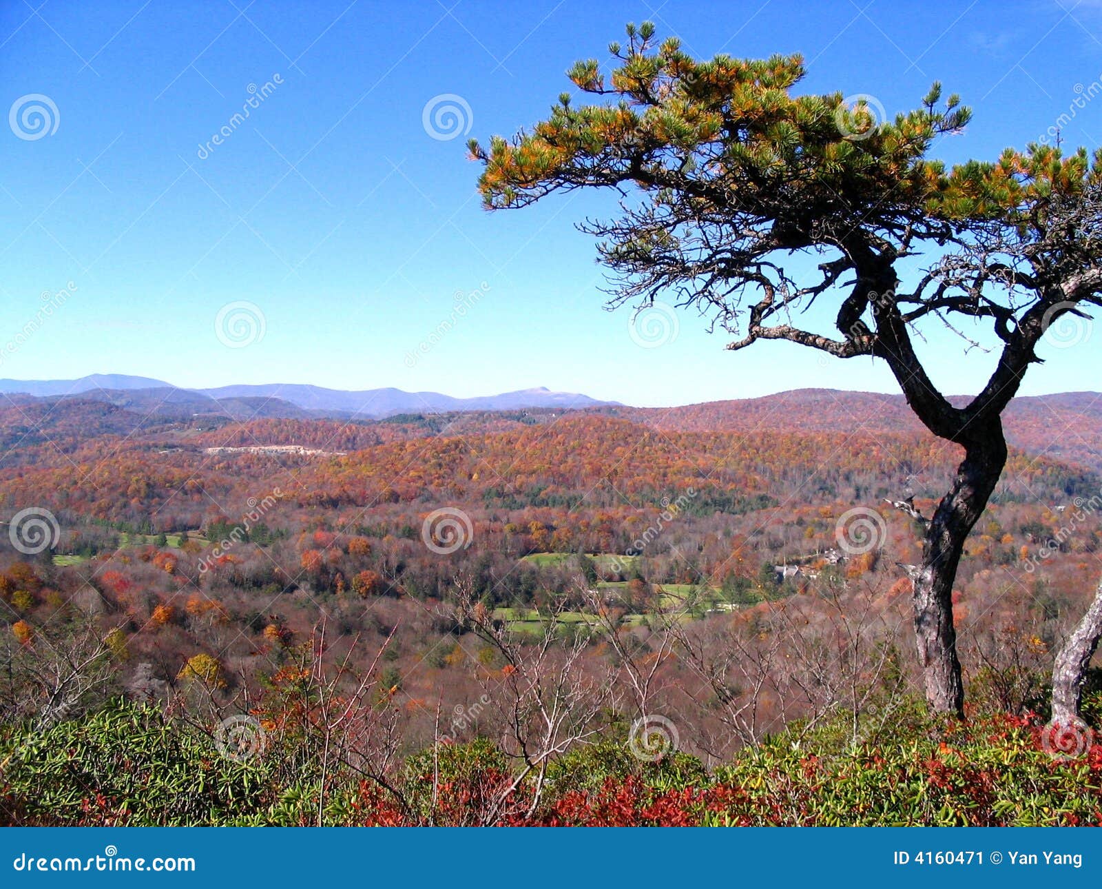 View from Flat Rock of Blue Ridge Parkway Stock Image Image of trees