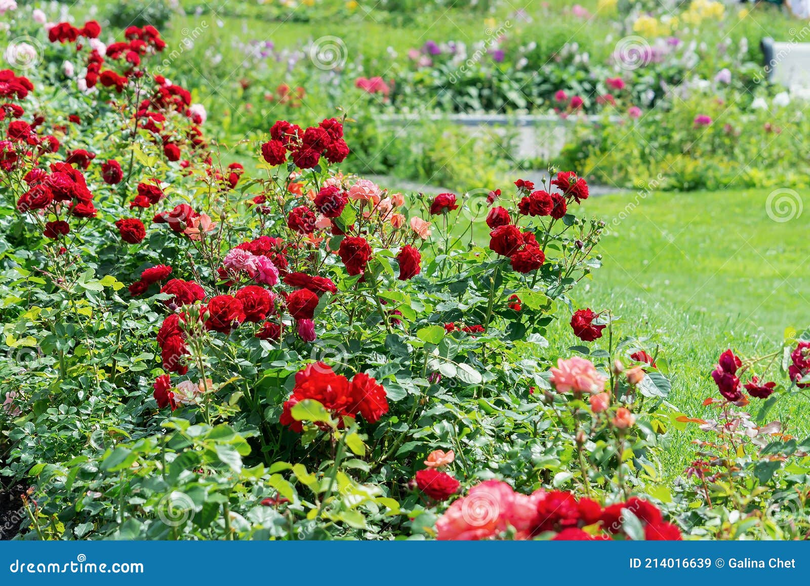 View of a Flowerbed of Pink Rose Bushes in the Park Against the ...