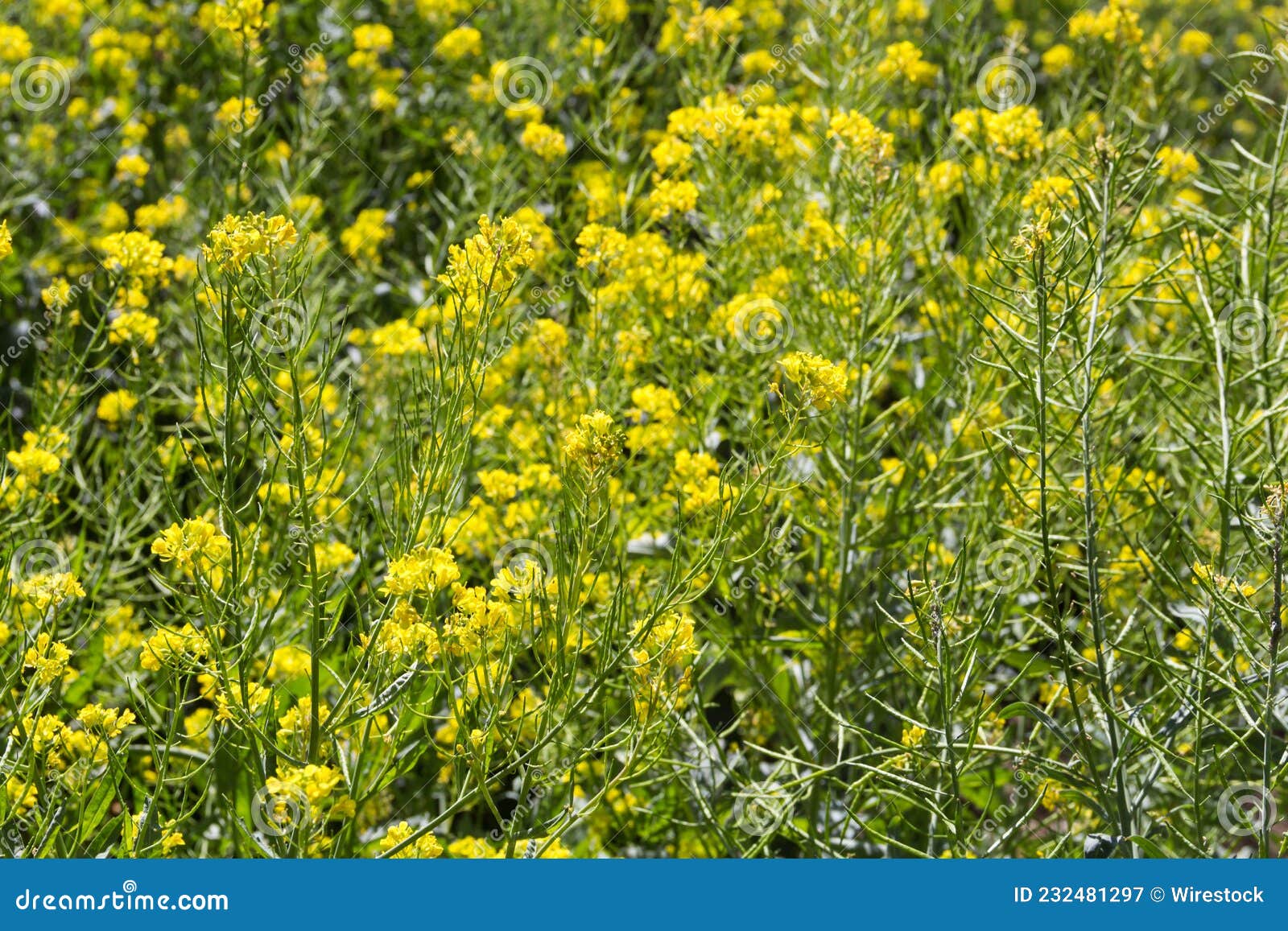View of a Flowering Mustard Plantation Stock Image Image of
