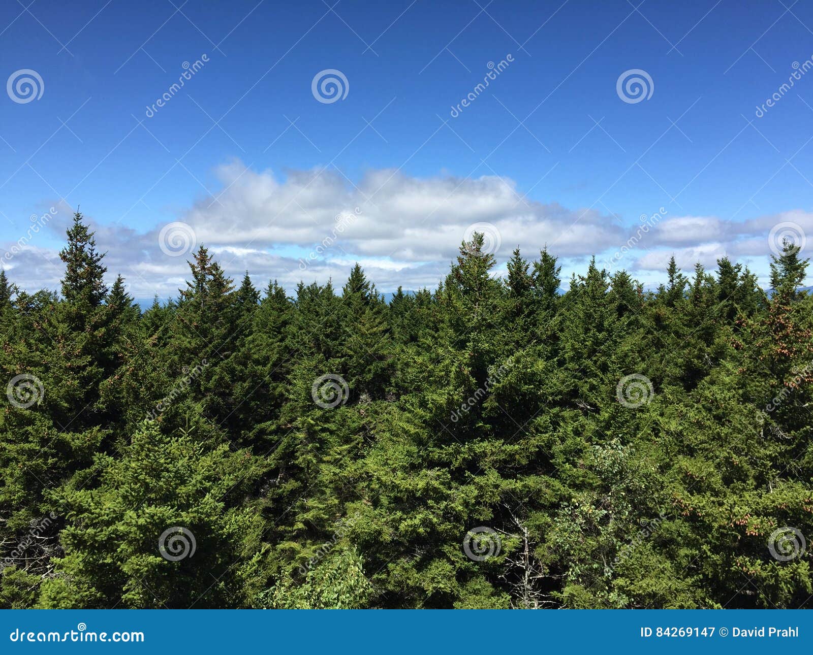 Treeline with Sky 2, Stock Video