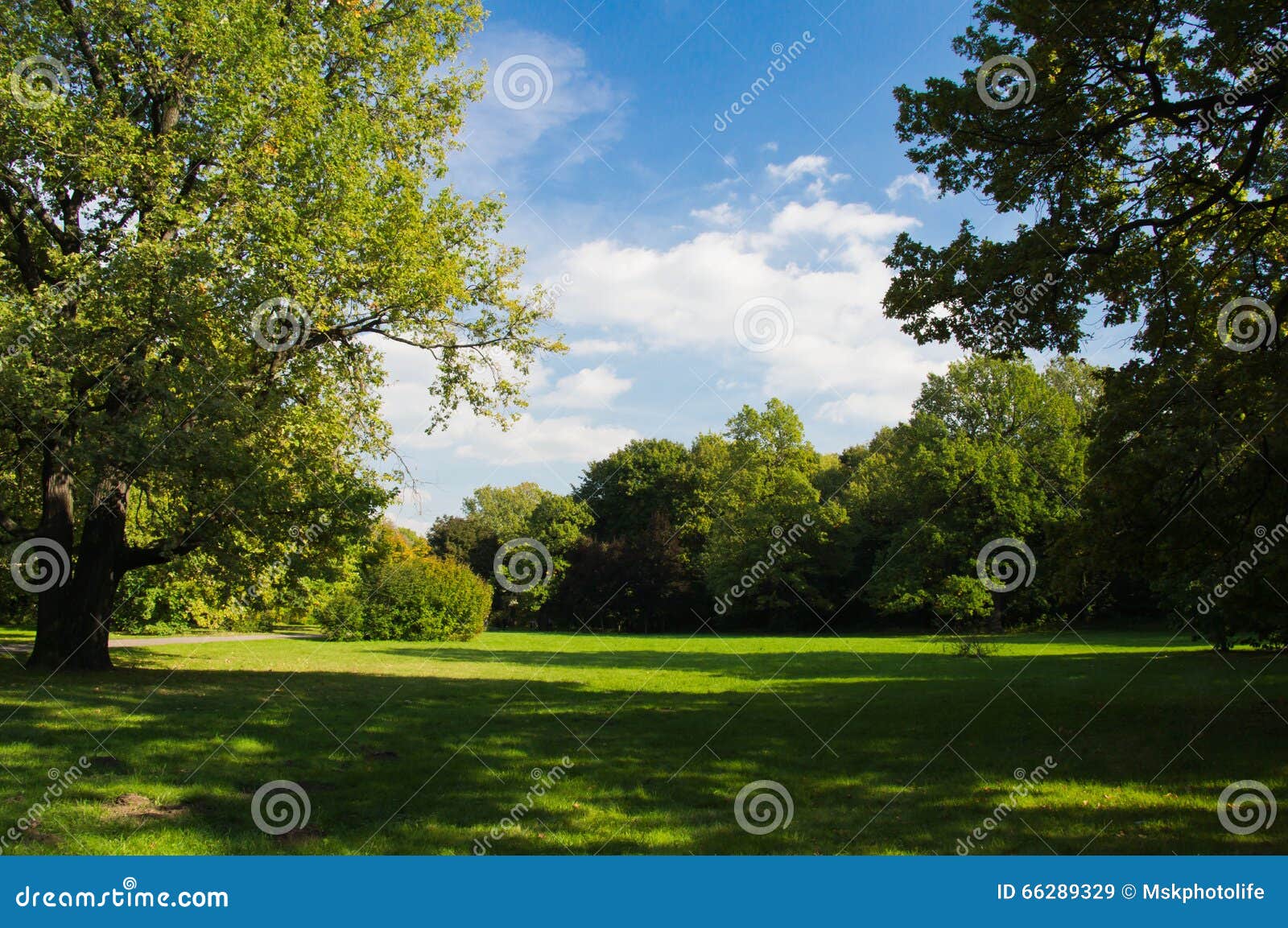 View of Forest Clearing in Day Stock Image - Image of clouds, good ...