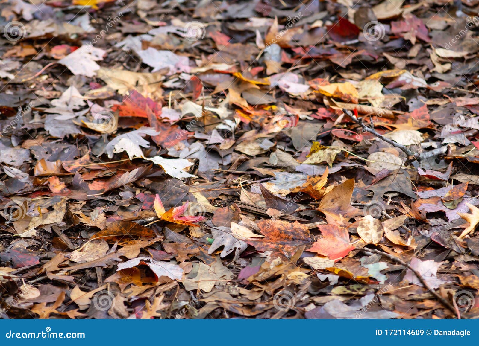 Forest Floor Covered In Fallen Leaves Texture Background With Center Focus Stock Image Image Of Texture Textured Forest Floor Covered In Fallen Leaves Texture Background With Center Focus Stock Image Image Of Texture Textured