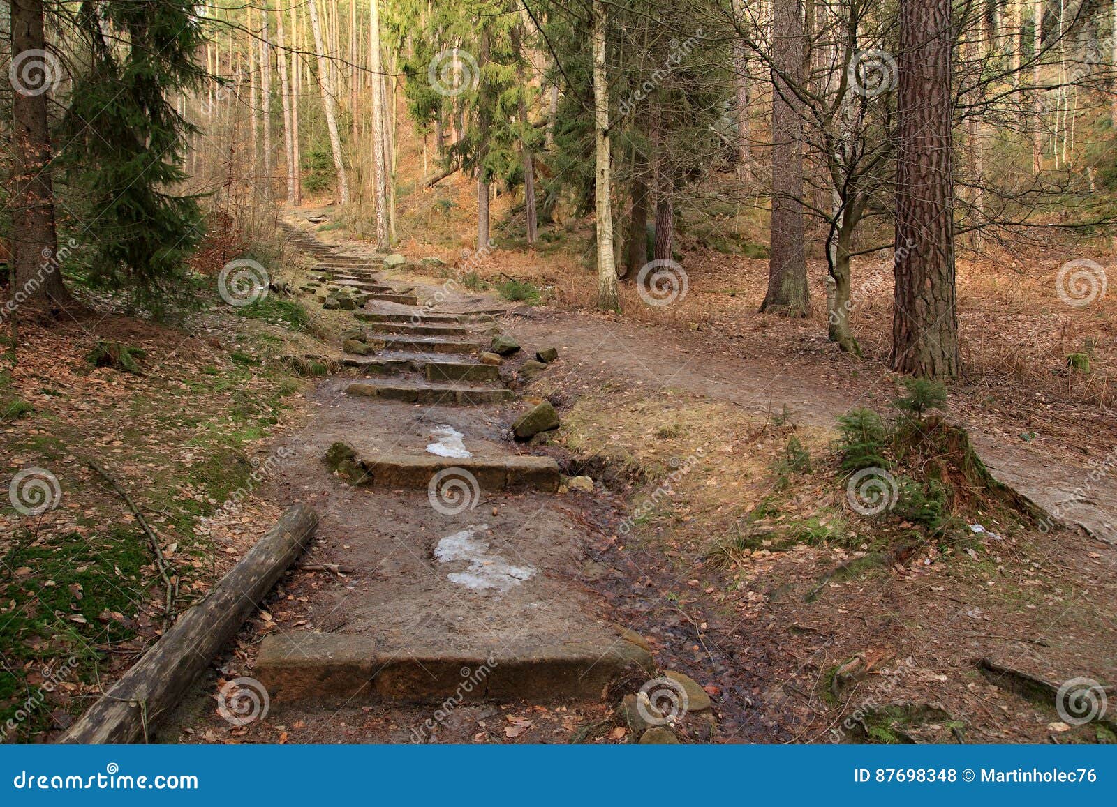 view of the forest in national park bohemian switzerland, czech republic