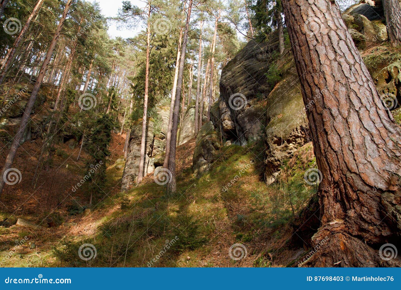 view of forest in national park bohemian switzerland, czech republic