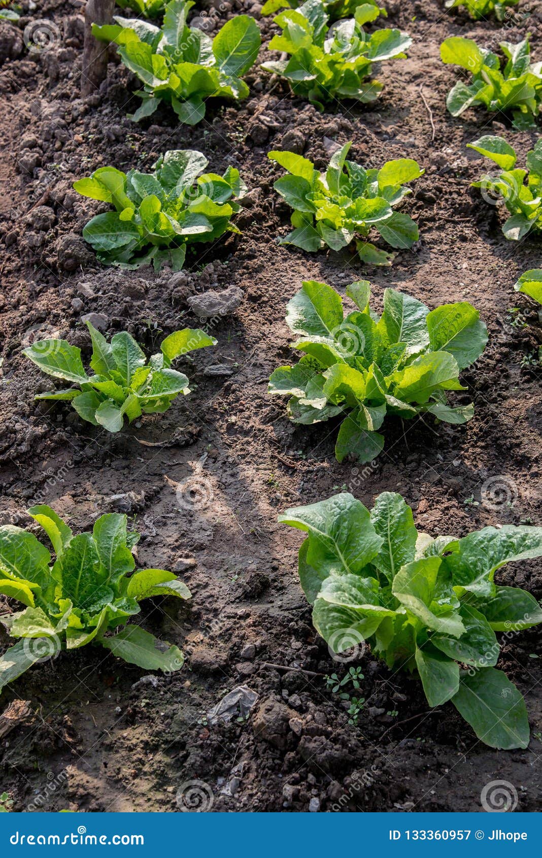 Fresh Leafy Vegetables in the Plot Stock Image Image of health