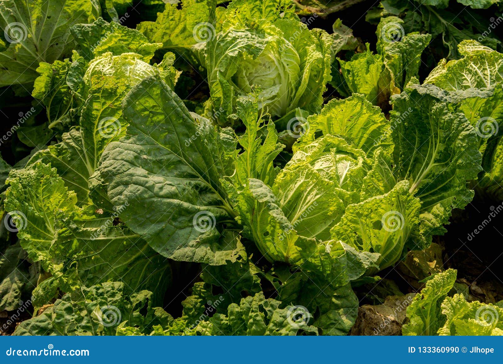 Fresh Leafy Vegetables in the Plot Stock Photo Image of field