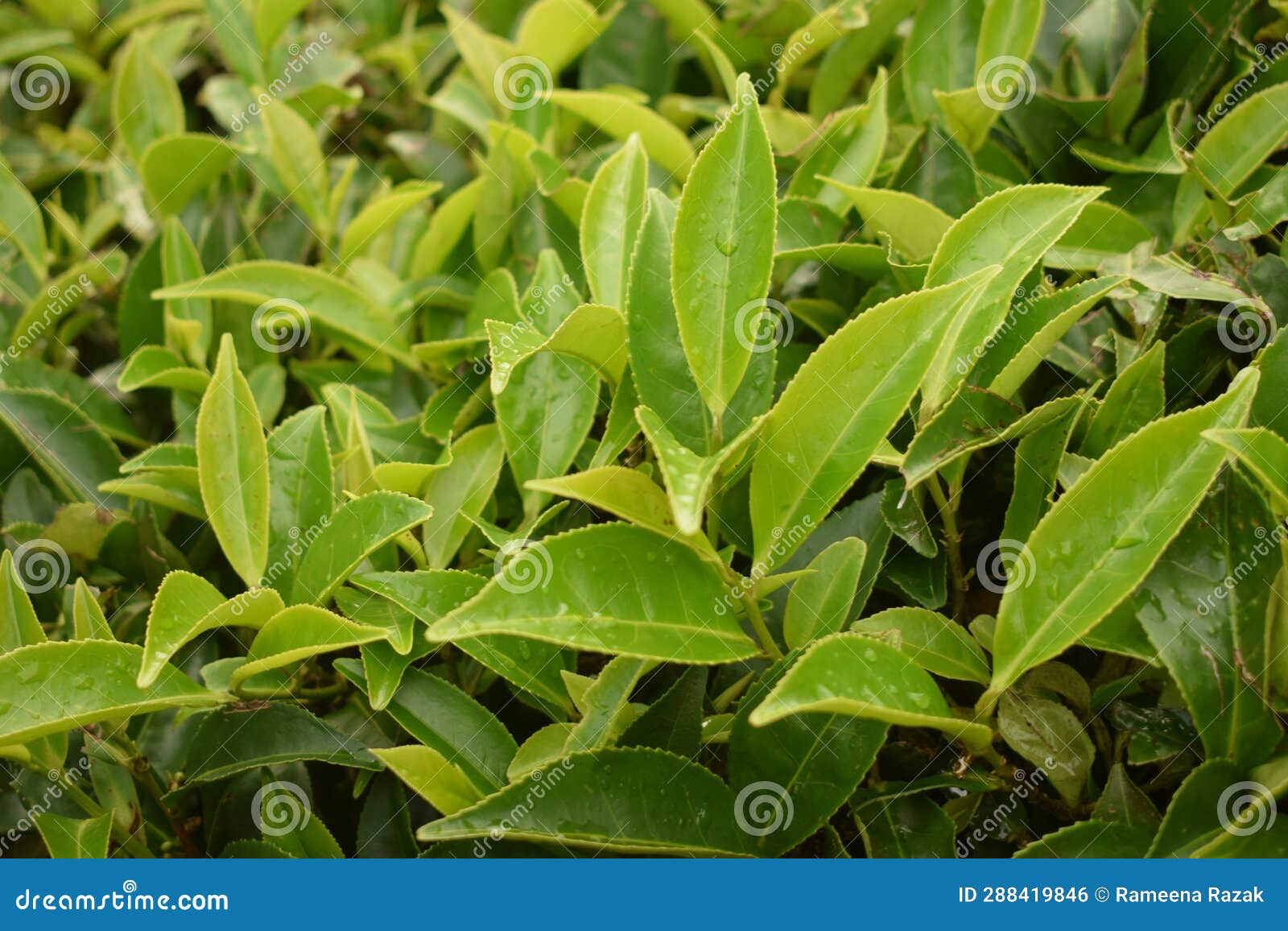 The View of Fresh Green Tea Leafs Stock Photo Image of leafs, view