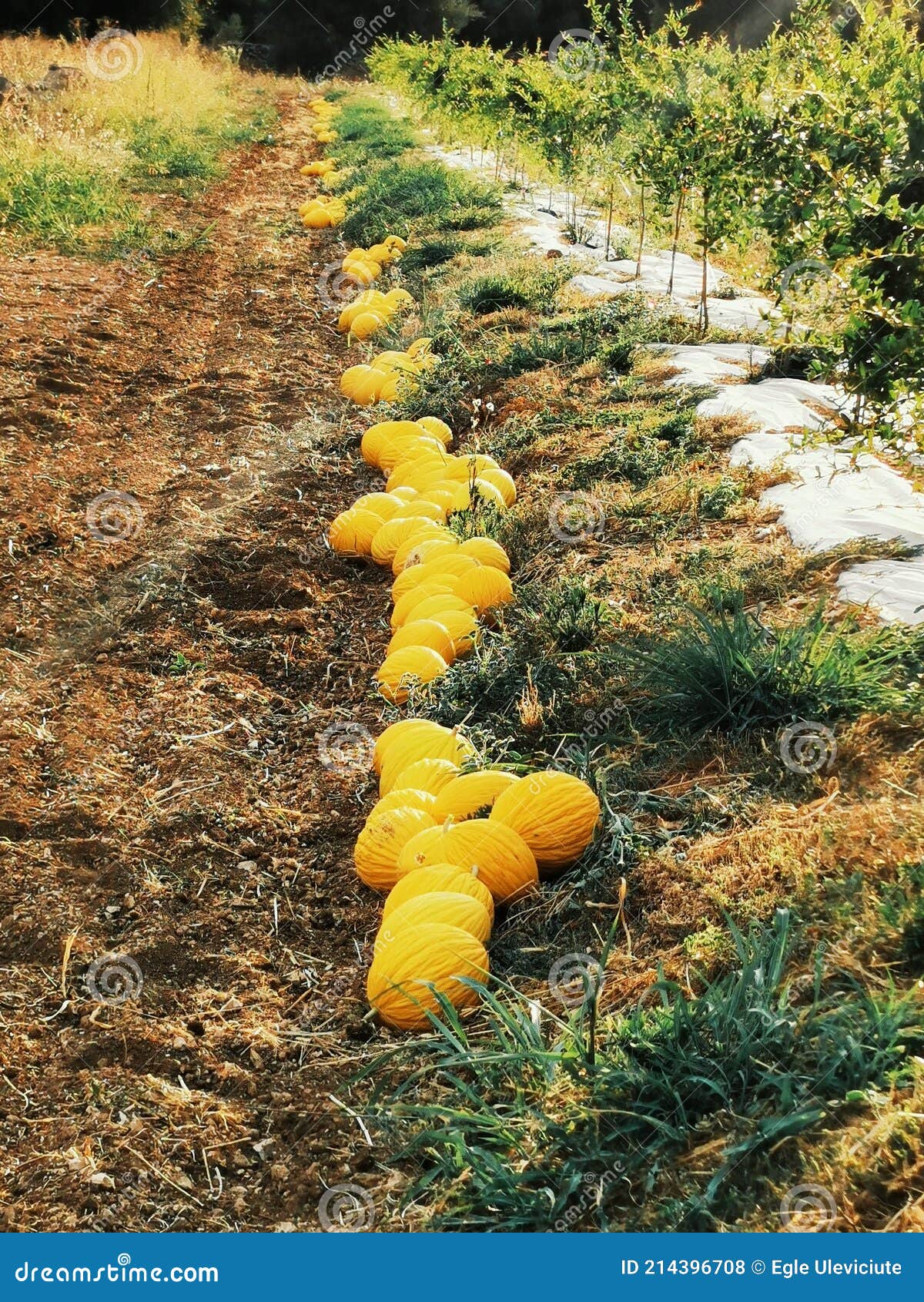 View at the fresh melons stock photo. Image of tree 214396708