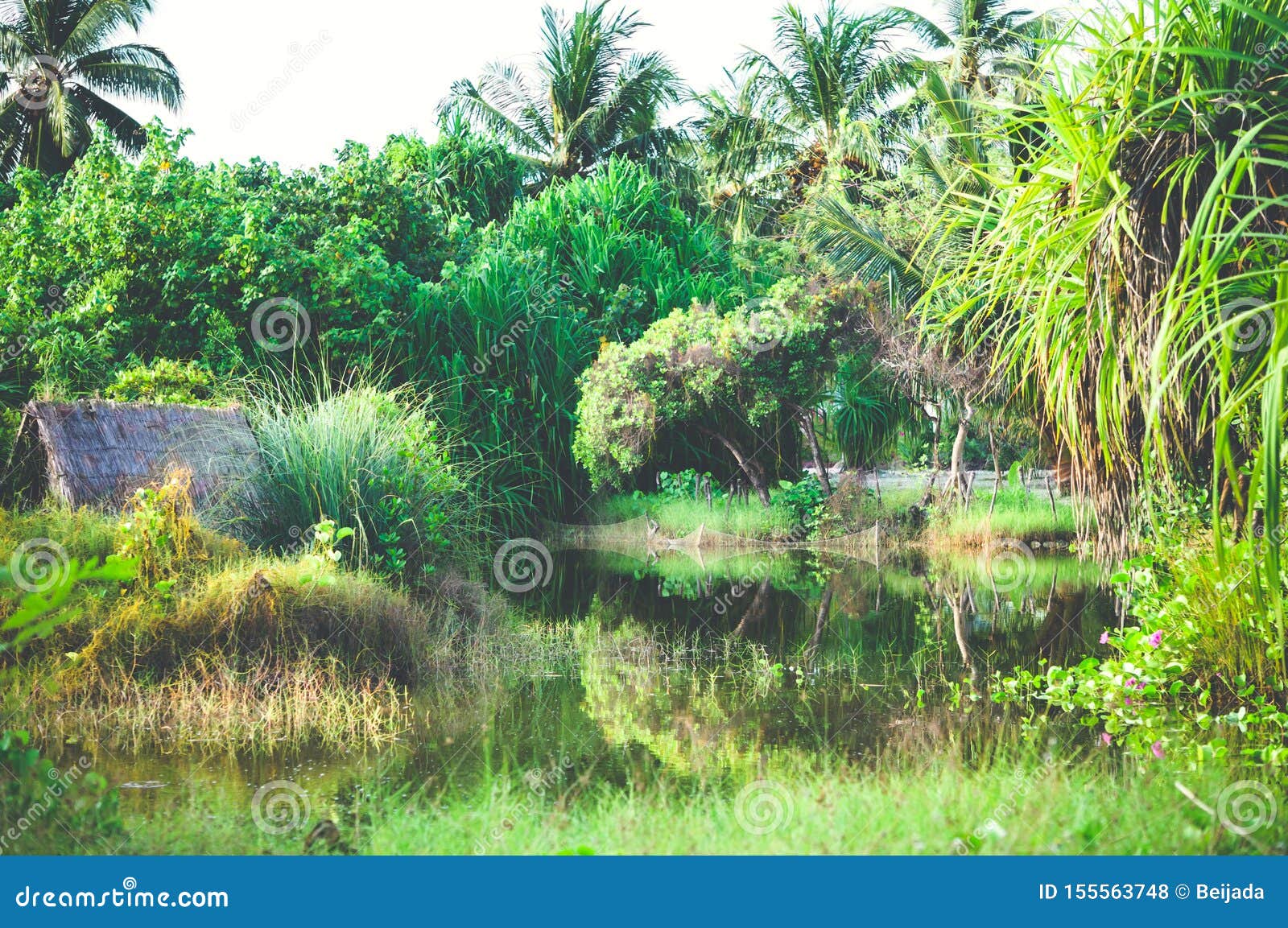 View of Freshwater Lake on Maldives. Secluded Area in the Jungle. Stock ...