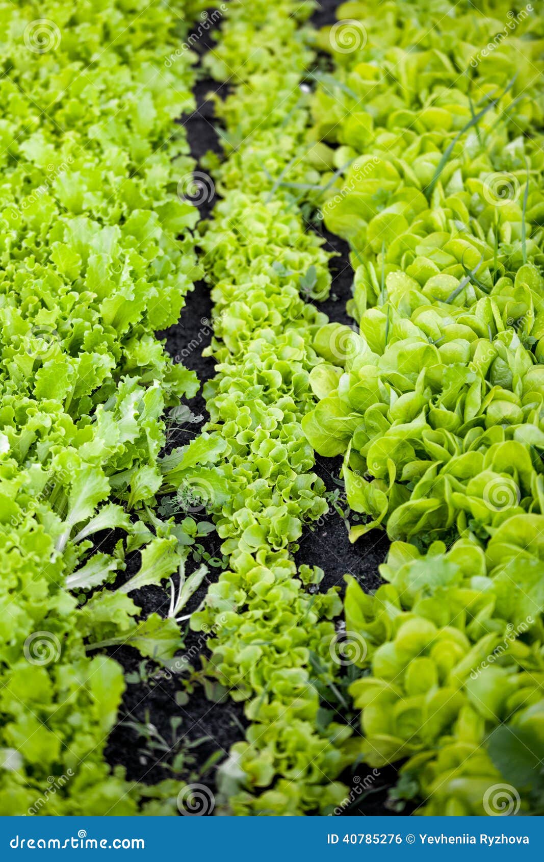 View of Garden Bed with Lettuce Stock Photo Image of farm, business