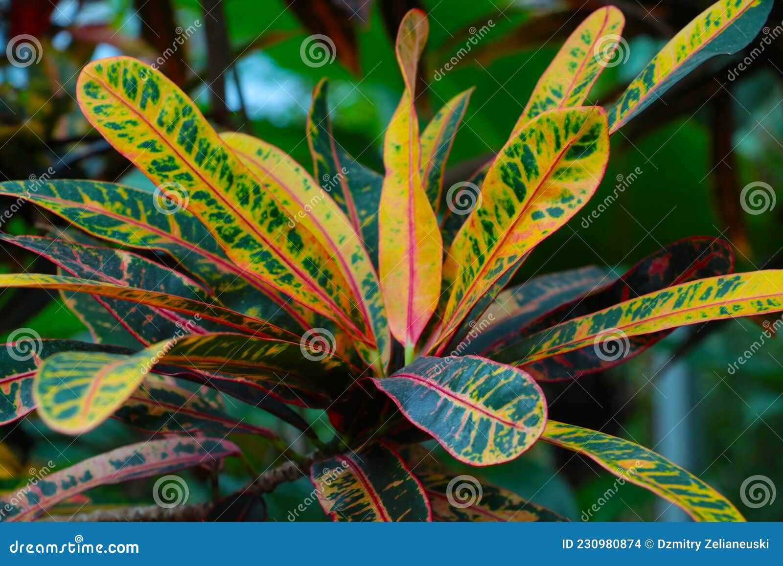 View on Garden Croton or Codiaeum Variegatum Stock Photo Image of leaf, botanical 230980874