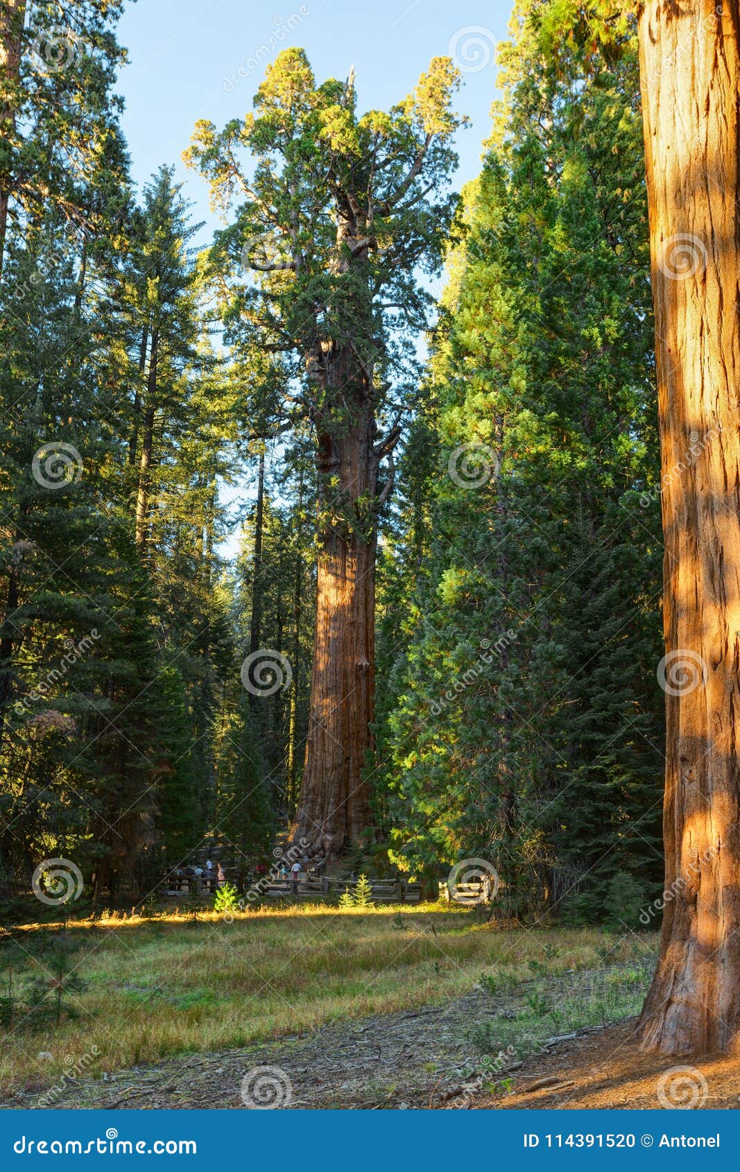 a view of the general sherman - giant sequoia sequoiadendron giganteum in the giant forest of sequoia national park, tulare co