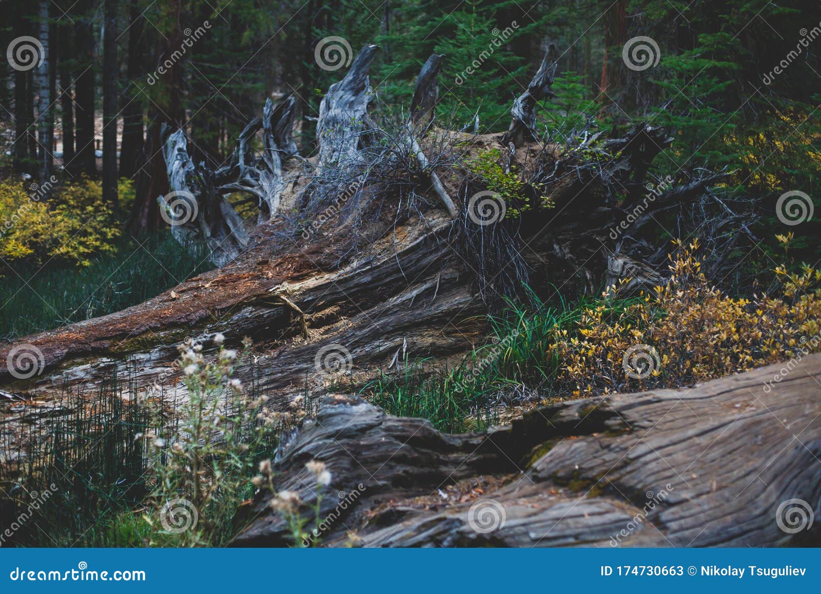 view of giant redwood sequoia trees in mariposa grove of yosemite national park, sierra nevada, wawona, california, united states