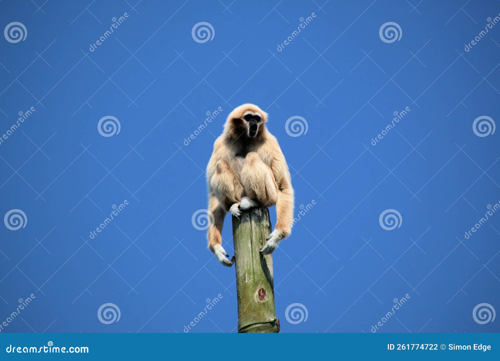 A view of a Gibbon stock photo. Image of ring, lemur 261774722