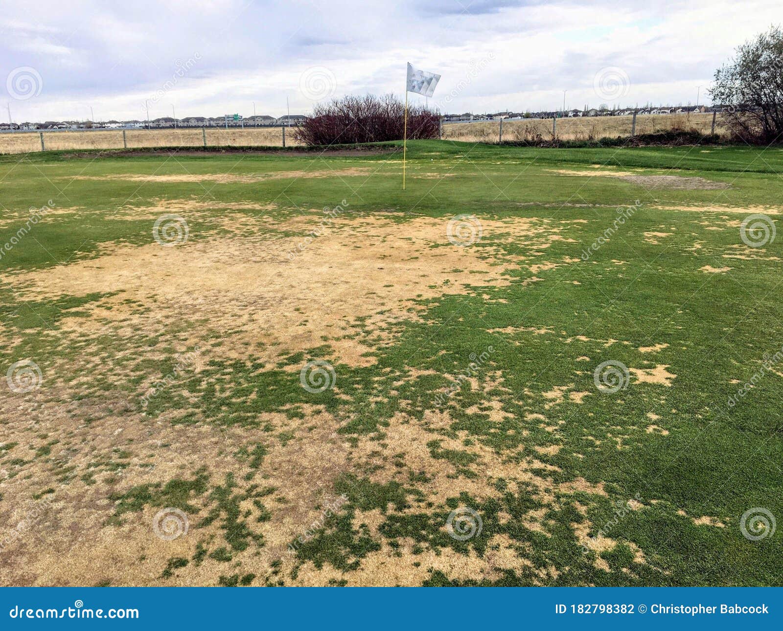 A View of a Golf Green in Very Poor Condition with Large Areas of Dead  Grass. Stock Photo - Image of dying, area: 182798382