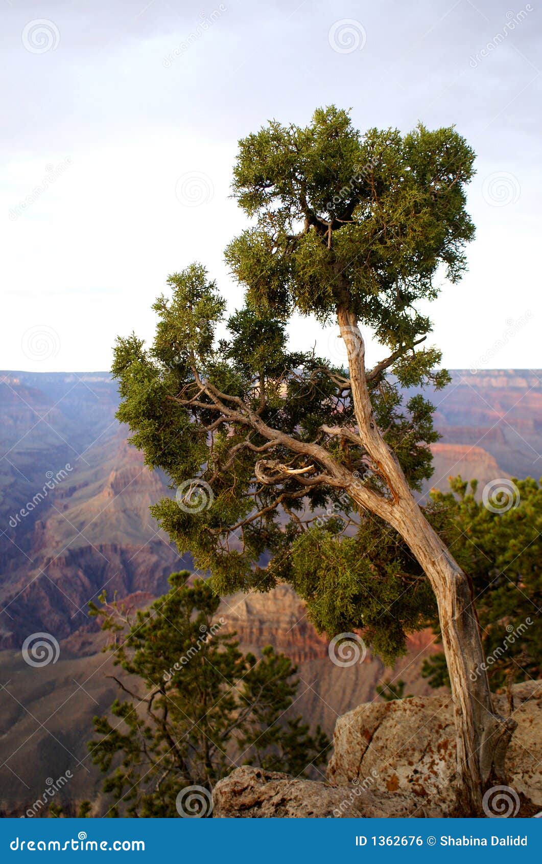 View of the Grand Canyon with Tree Stock Photo Image of layers, scene