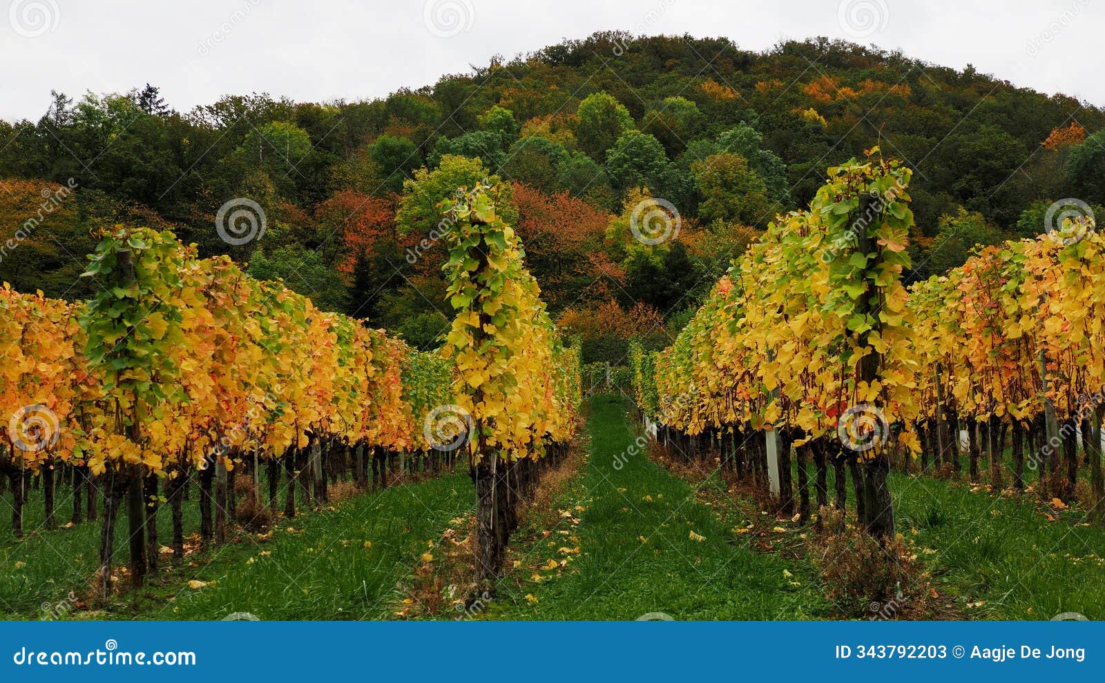 view between grapevines to mountain in autumn colours in mayschoss