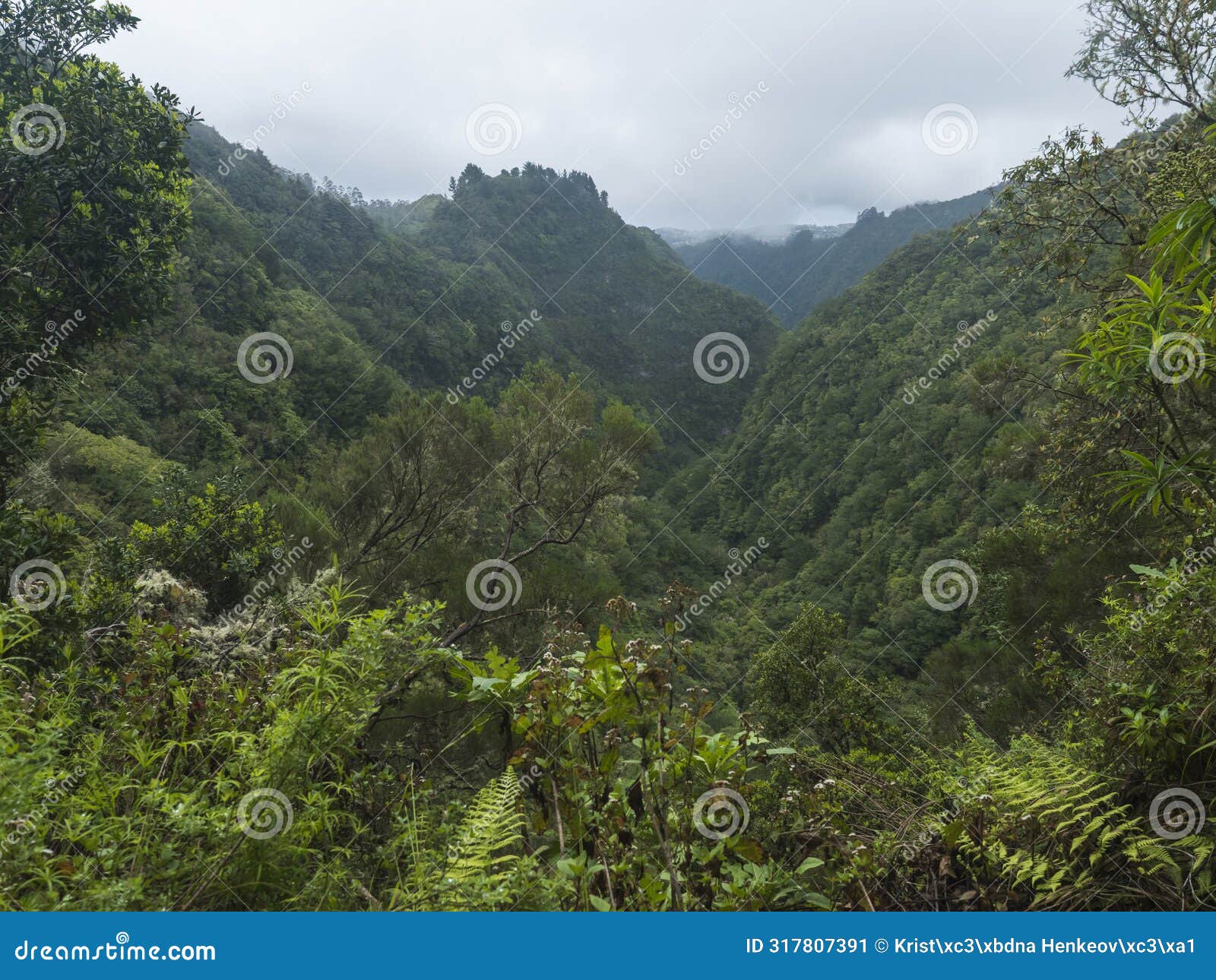 view of green hills, mountain landscape with dense tropical forest plants and vegetation at levada caldeirao verde and