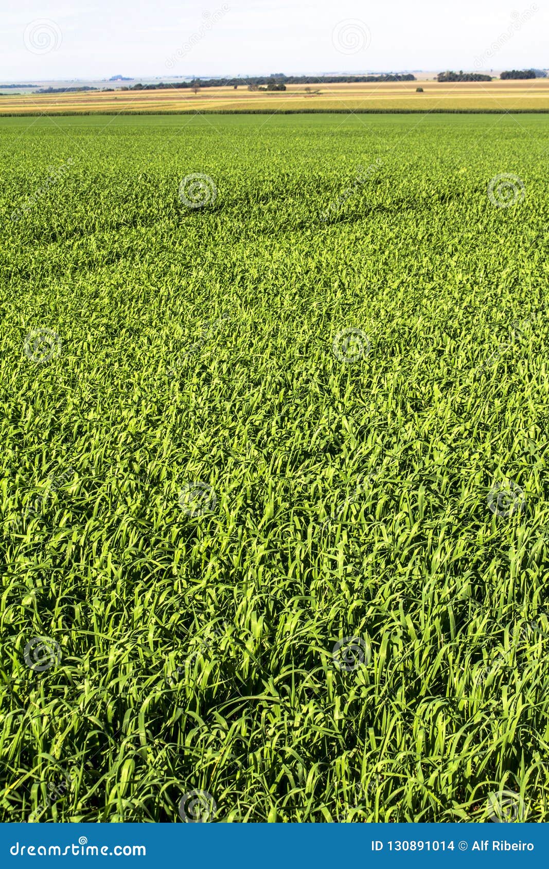 view of green oats fiel
