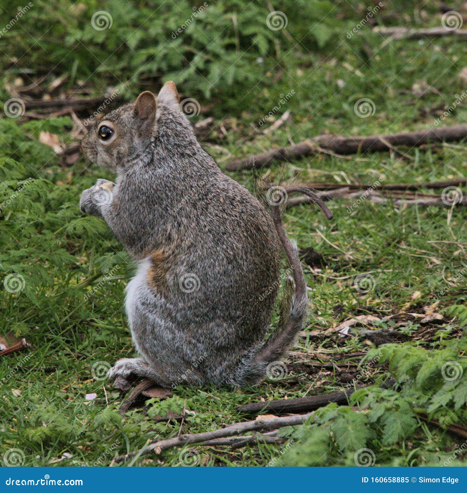 A View of a Grey Squirrel without Its Bushy Tail Stock Image Image of