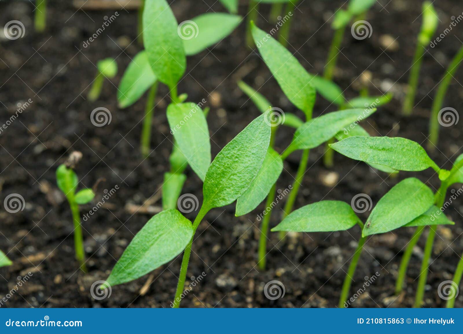 View of the Ground with Sweet Pepper Sprouts Sprouting Stock Image