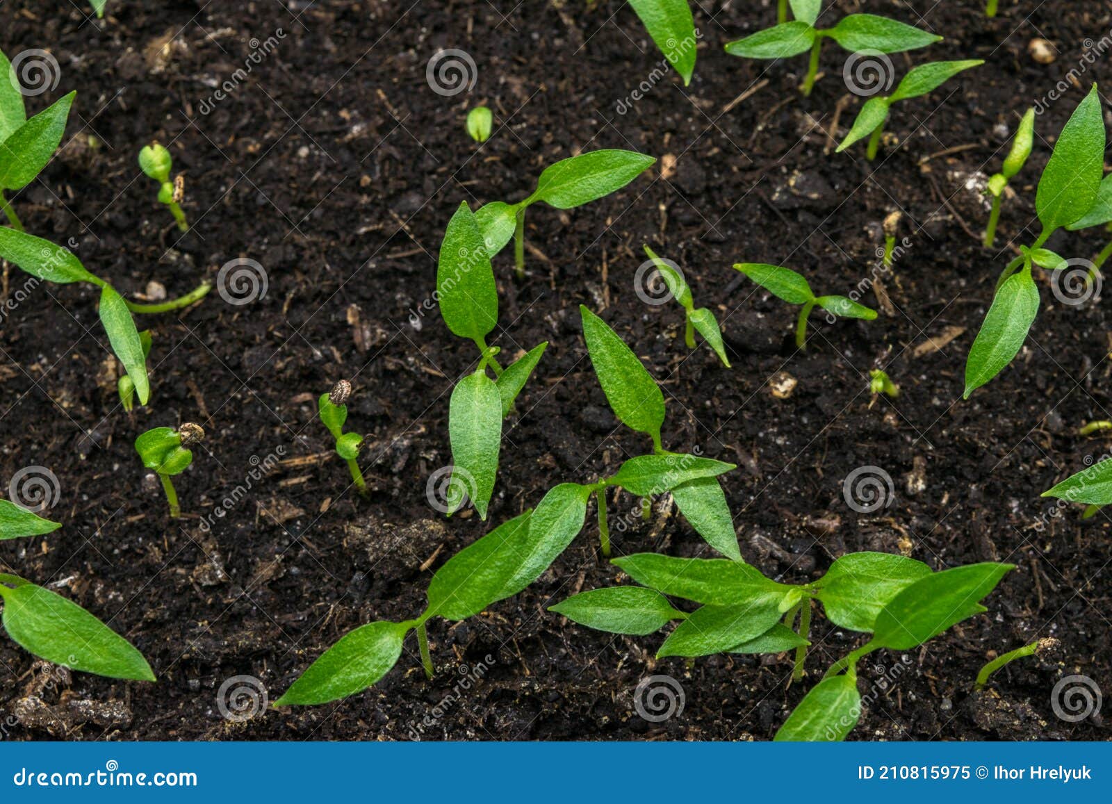 View of the Ground with Sweet Pepper Sprouts Sprouting Stock Image
