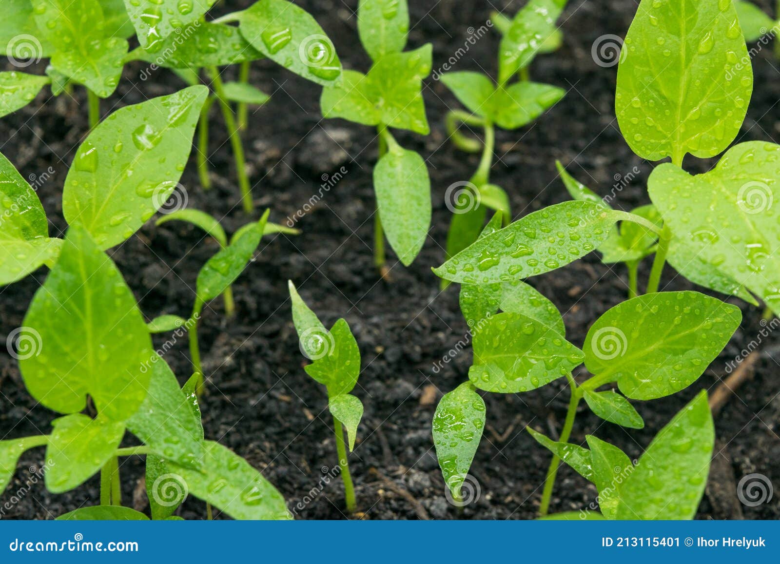 View of the Ground with Sweet Pepper Sprouts Sprouting Stock Image