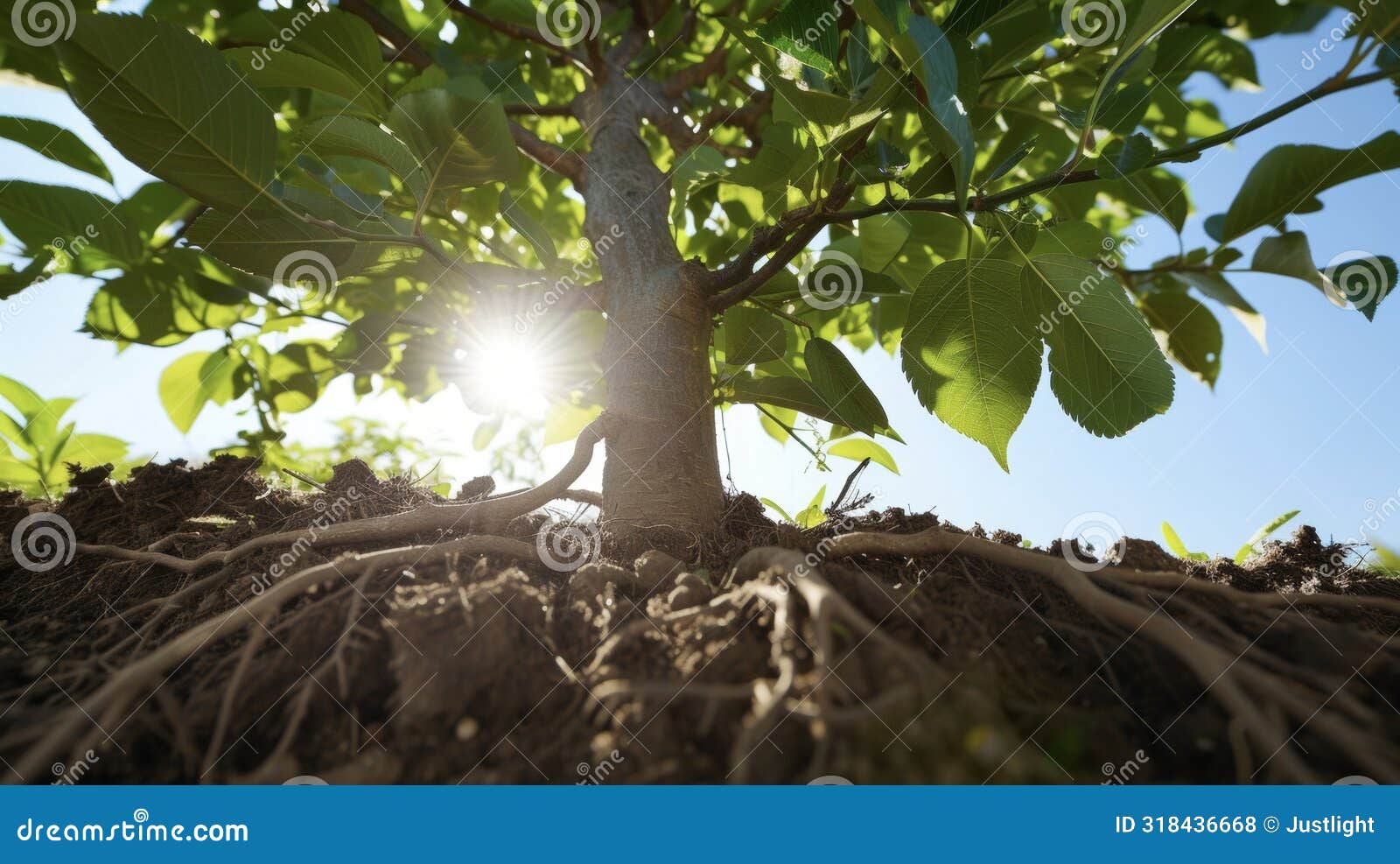 a view from the ground up showing the sy root system of a fruit tree deeply embedded in the nutrientrich soil. the