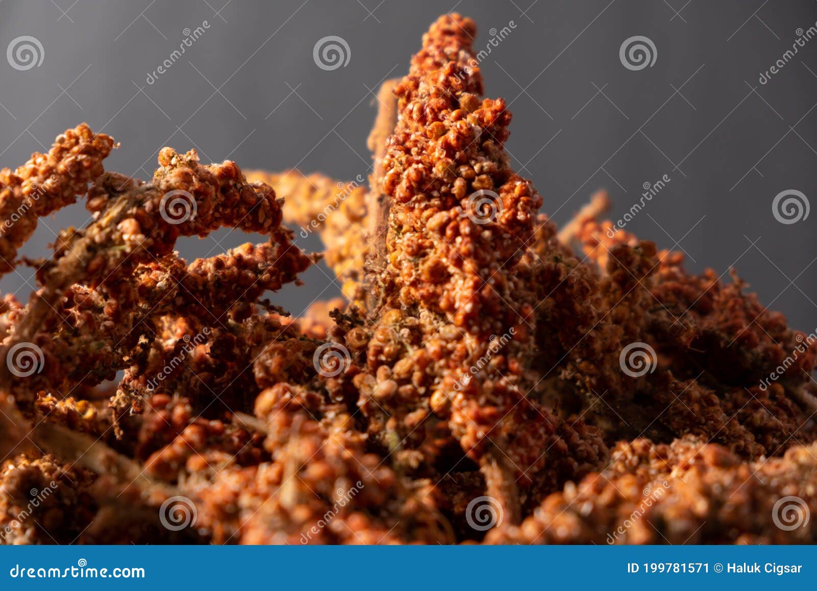 View of the Growth and Harvest Sumac Seeds for Spice Stock Image