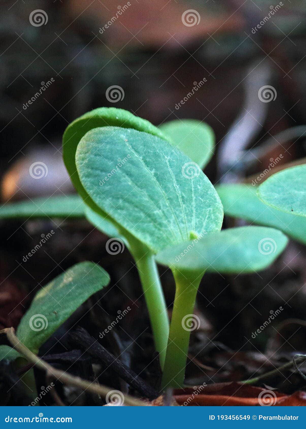 CLOSE VIEW of RANDOM PUMPKIN SEED SPROUTING on a COMPOST HEAP Stock