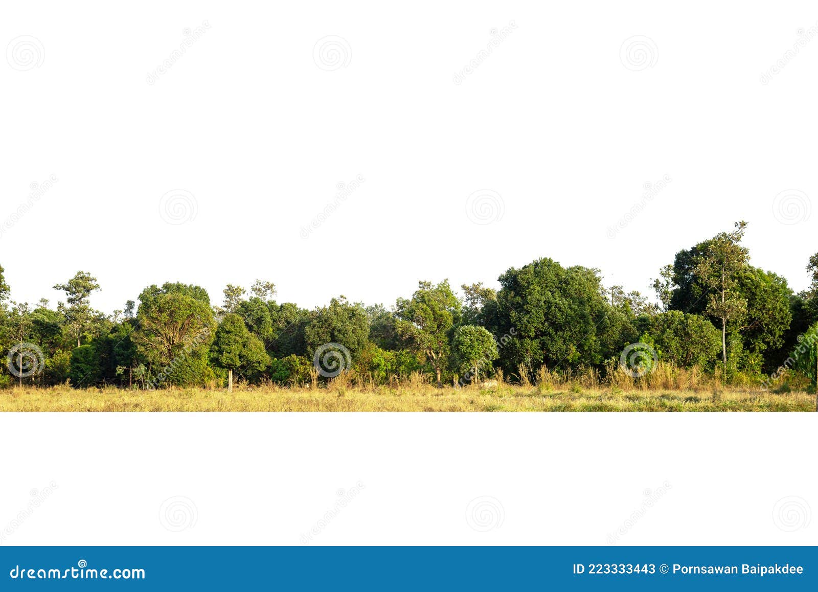 View of a High Definition Treeline Isolated Stock Image - Image of spring,  rainforest: 223333443