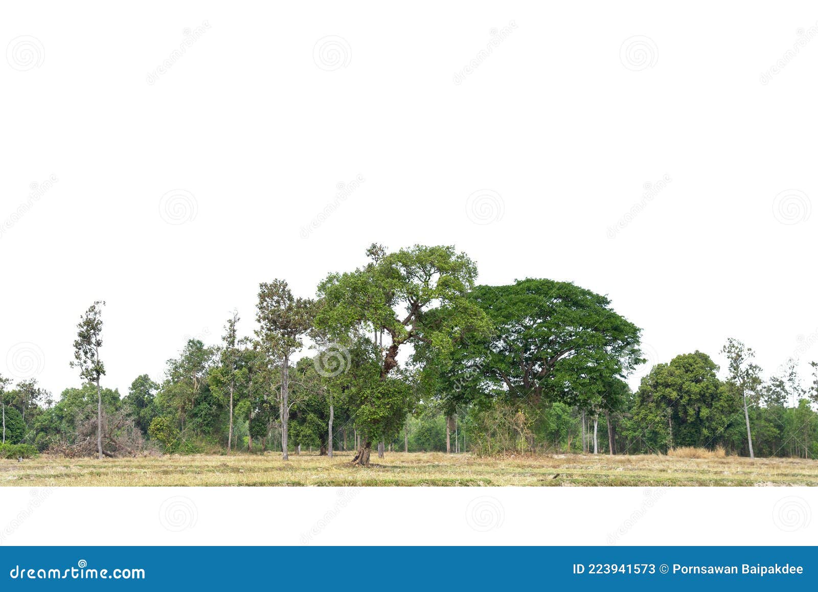 View Of A High Definition Treeline Isolated On A White Background